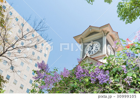 ライラックの花と札幌時計台 ライラックの花と札幌時計台 30999105