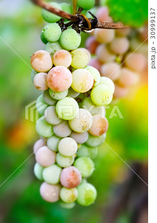 Bunch of pink grapes on vine 30999137
