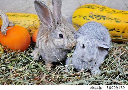 Young rabbits on hay with pumpkins Young rabbits on hay with pumpkins 30999179