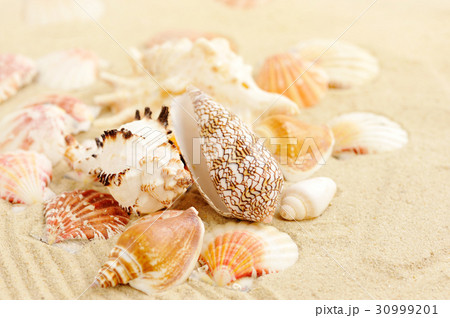 Sea shells on sandy beach Sea shells on sandy beach 30999201
