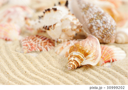 Sea shells on sandy beach 30999202