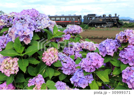 真岡鐵道「あじさい咲く沿線風景」 真岡鐵道「あじさい咲く沿線風景」 30999371