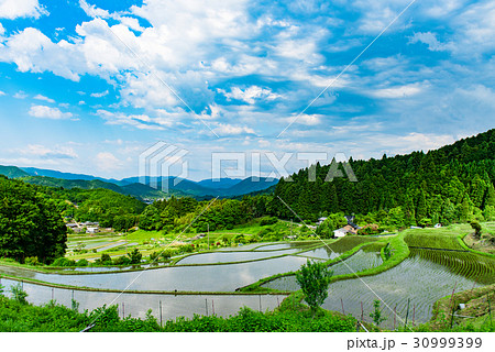 長谷の棚田 30999399