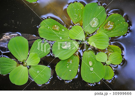 Pistia (Water cabbage) on water 30999666