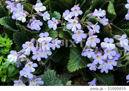 Rare Haberlea rhodopensis 31000850