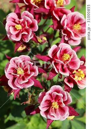 Flowers in garden 31000855