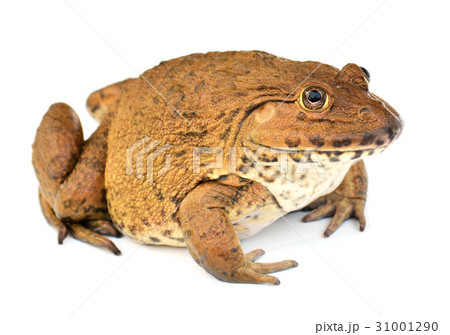 Frog on White background Frog on White background 31001290
