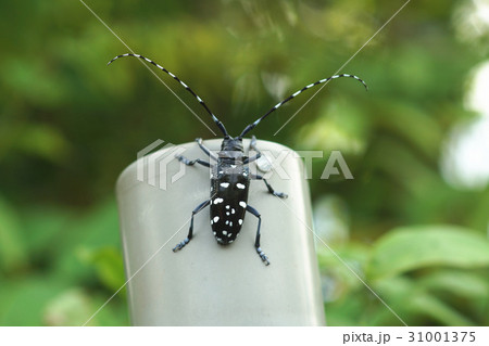 カミキリムシ キボシカミキリ 髪切虫 31001375