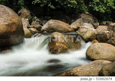 Small brook in tropical forest. 31002074