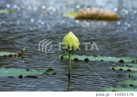 Green lotus flower in blooming. Green lotus flower in blooming. 31002176