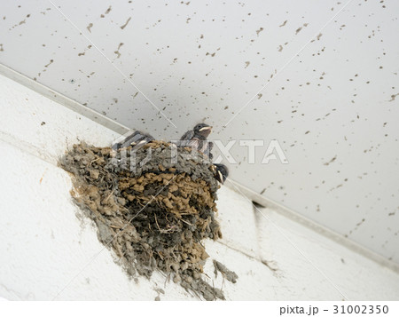 まだ? まだ? 31002350