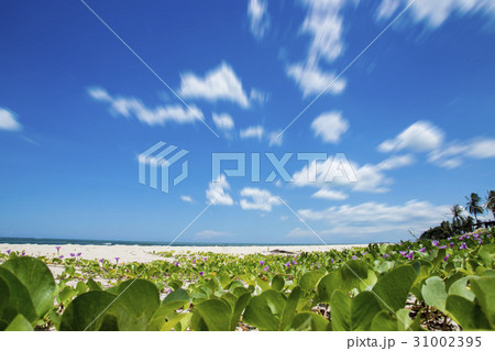 Ipomoea tree on the beach with motion cloud. 31002395