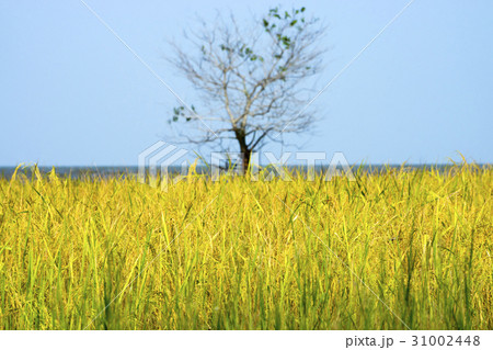 rice field. 31002448