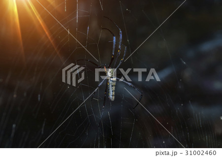 Spider in the dark with light. 31002460