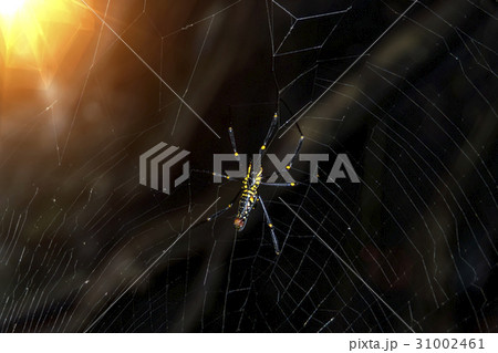 Under of spider in the dark with light. 31002461