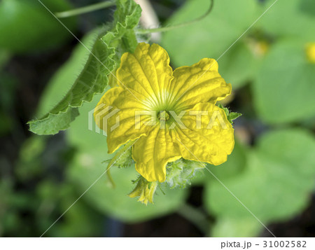 Flower of melon fruit is growing in the farm 31002582