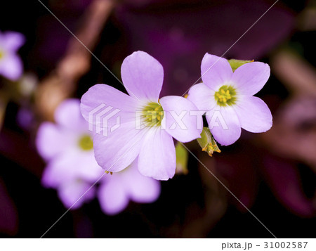 Close up of False Shamrock flower. 31002587