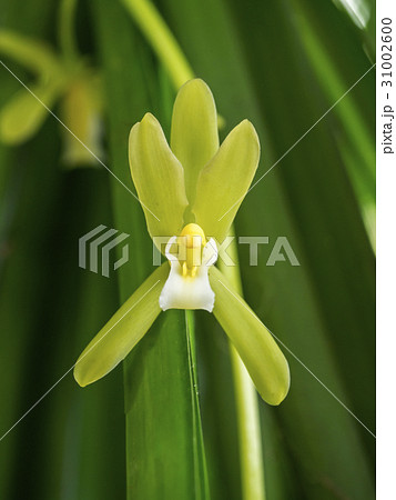 orchid flower of Cymbidium finlaysonianum alba. orchid flower of Cymbidium finlaysonianum alba. 31002600
