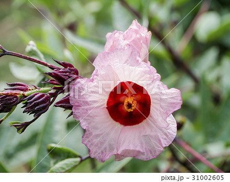 Hibiscus sabdariffa or roselle fruits flower. Hibiscus sabdariffa or roselle fruits flower. 31002605