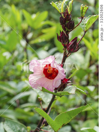 Hibiscus sabdariffa or roselle fruits flower. Hibiscus sabdariffa or roselle fruits flower. 31002606