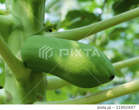 Young Papaya Young Papaya 31002607