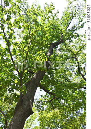 ミズキ（水木） 31003026