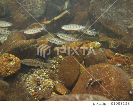 ヤマメ ヤマメ 31003138