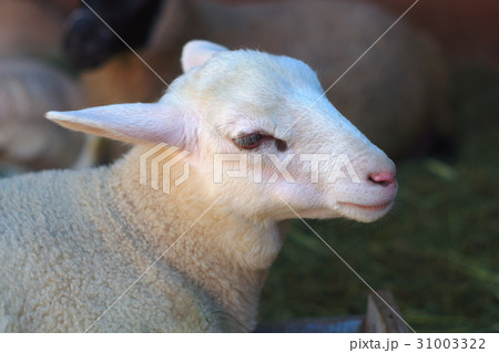 sheep portrait in a barn with hay 31003322