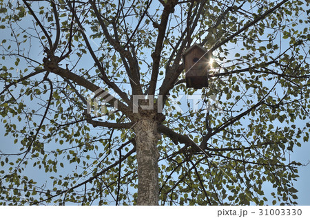Birdhouse in Tree Top Birdhouse in Tree Top 31003330