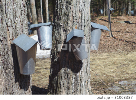 harvest of water maple syrup tree bucket container 31003387