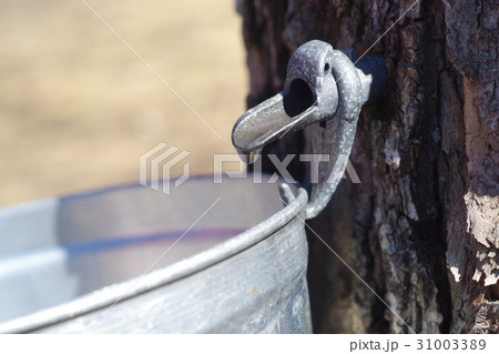 harvest of water maple syrup tree bucket container 31003389