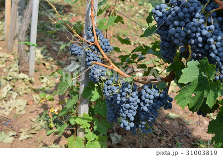 Juicy Red Grapes 31003819