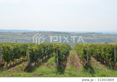 Countryside and Lush Vineyard Countryside and Lush Vineyard 31003869