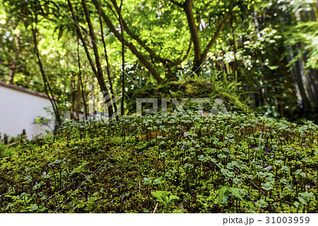 ゼニゴケ 31003959