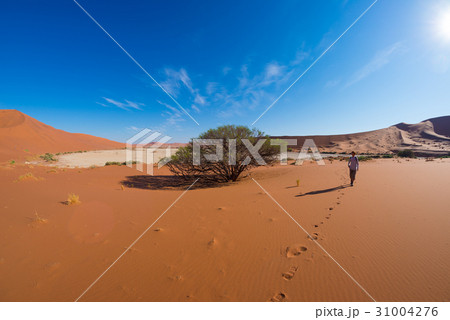 Tourist walking on the scenic dunes of Sossusvlei 31004276