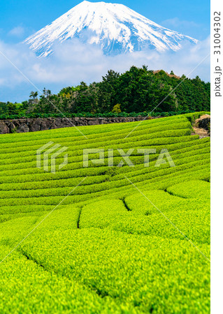 《静岡県》富士山と今宮の茶畑 《静岡県》富士山と今宮の茶畑 31004302