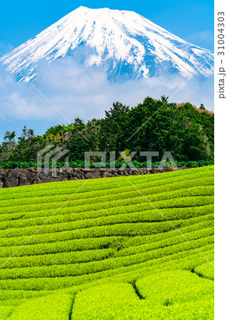 《静岡県》富士山と今宮の茶畑 《静岡県》富士山と今宮の茶畑 31004303