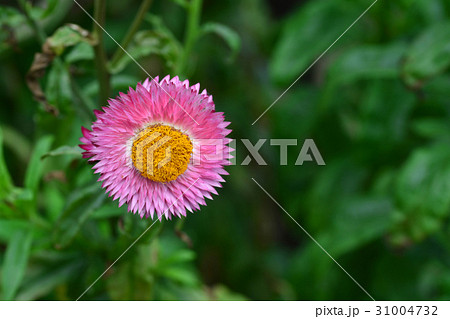 straw flower or everlasting or paper daisy flower straw flower or everlasting or paper daisy flower 31004732