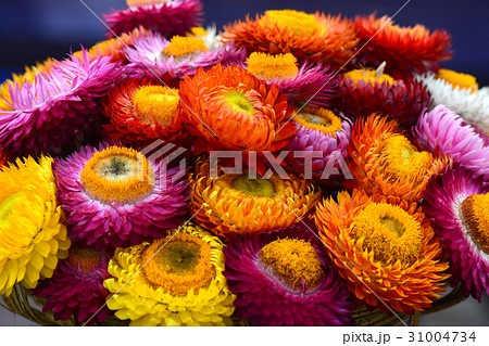 Beautiful of colorful dry everlasting flowers Beautiful of colorful dry everlasting flowers 31004734