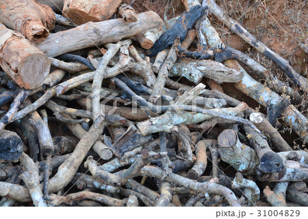 close up deforested cut tree wood in forest 31004829