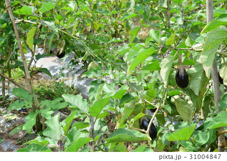 Eggplant ( pear shoped ) on plantation 31004847
