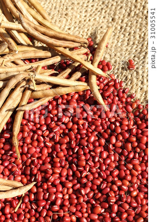 北海道産の小豆の乾燥、収穫、家庭菜園 31005541