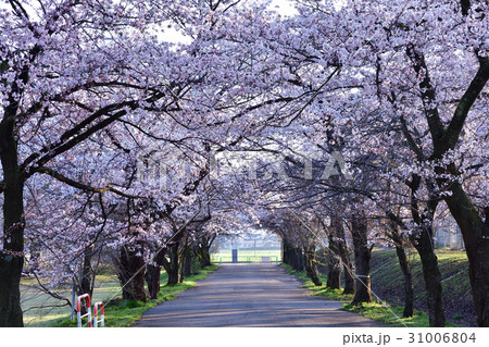 村松公園の桜 新潟県 の写真素材