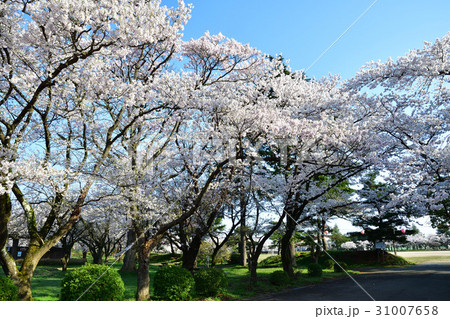 五泉市総合会館の桜(新潟県) 五泉市総合会館の桜(新潟県) 31007658
