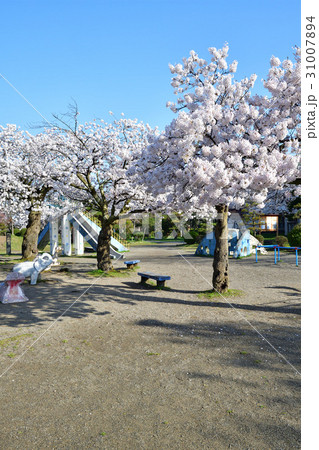 粟島公園の桜（新潟県） 31007894