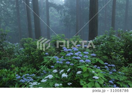 コアジサイの森　奈良県足ノ郷峠 31008786