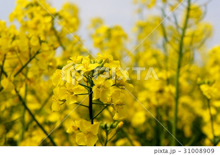 菜の花畑 菜の花畑 31008909