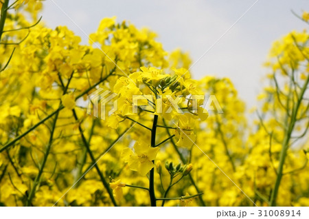 菜の花畑 菜の花畑 31008914