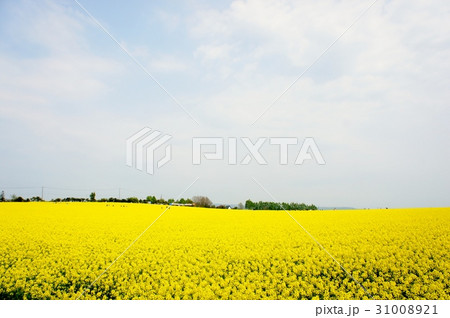 菜の花畑 31008921
