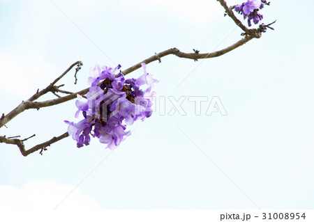 Jacaranda flowers with blue sky background Jacaranda flowers with blue sky background 31008954